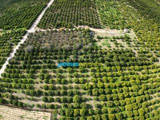 Αγροτεμάχια 3.250 τ.μ. για πώληση, Αργολίδα, Μιδέα-thumb-4