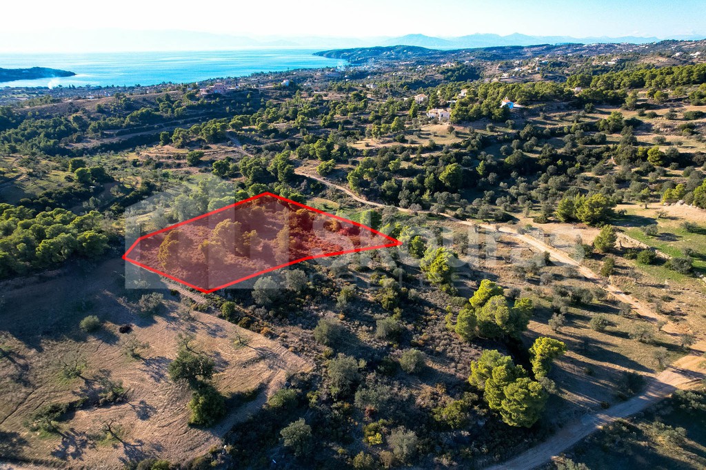 Αγροτεμάχια 4.000 τ.μ. προς πώληση, Πορτοχέλι