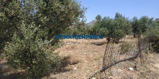 Οικόπεδο 5.800 τ.μ. προς πώληση, Χωραφάκια-thumb-7
