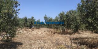 Οικόπεδο 5.800 τ.μ. προς πώληση, Χωραφάκια-thumb-6