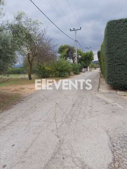 Αγροτεμάχια 5.300τ.μ. για πώληση-Πολυδένδρι