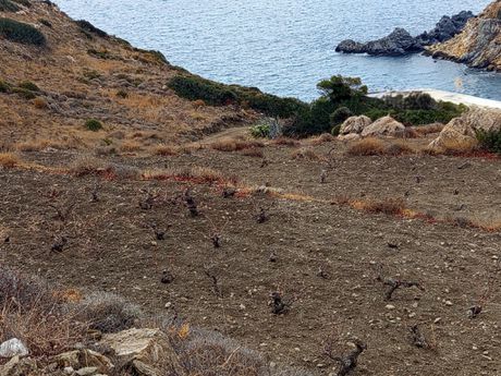 Αγροτεμάχια 11.686τ.μ. για πώληση-Νάξος - δρυμαλία » Αγιά