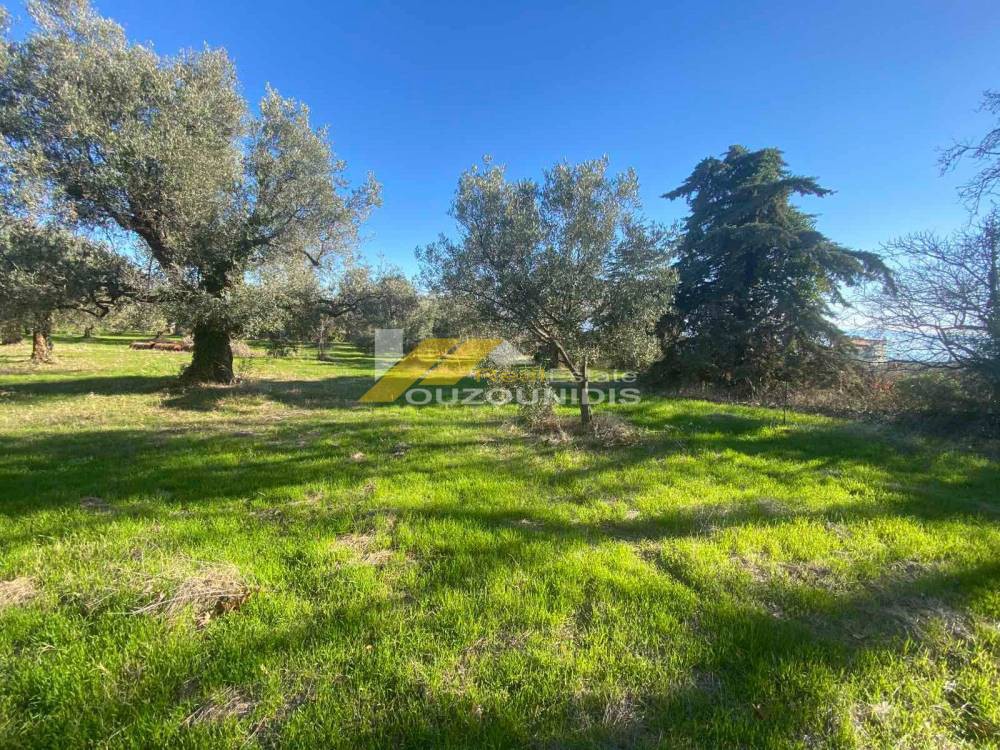 Αγροτεμάχια 7.300 τ.μ. προς πώληση, Μάκρη Αλεξανδρούπολης