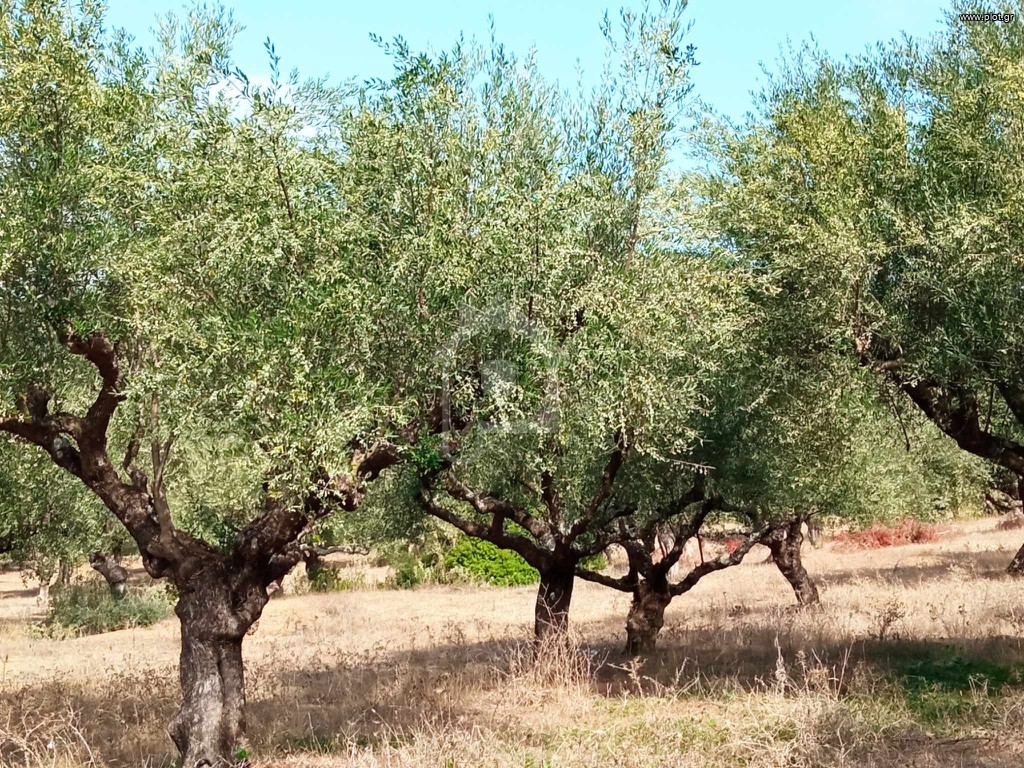 Αγροτεμάχια 3.500 τ.μ. για πώληση, Μεσσηνία, Ιθώμης