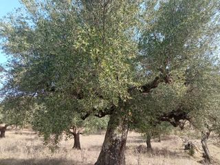 Αγροτεμάχια 3.500 τ.μ. για πώληση, Μεσσηνία, Ιθώμης-thumb-2