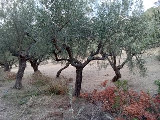 Αγροτεμάχια 3.500 τ.μ. για πώληση, Μεσσηνία, Ιθώμης-thumb-3