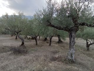 Αγροτεμάχια 3.500 τ.μ. για πώληση, Μεσσηνία, Ιθώμης-thumb-4