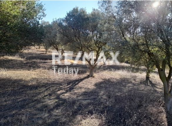 Αγροτεμάχια 3.000 τ.μ. για πώληση, Θεσσαλονίκη - Περιφ/Κοί Δήμοι, Θέρμη