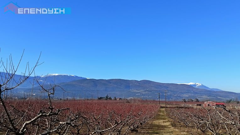 Αγροτεμάχια 12.000 τ.μ. για πώληση, Ημαθία, Βέροια