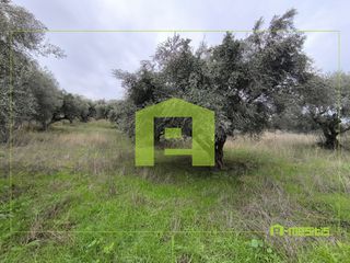 Αγροτεμάχια 4.500 τ.μ. προς πώληση, Οβριά-thumb-20