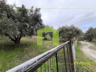Αγροτεμάχια 4.500 τ.μ. προς πώληση, Οβριά-thumb-22