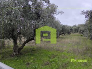 Αγροτεμάχια 4.500 τ.μ. προς πώληση, Οβριά-thumb-17