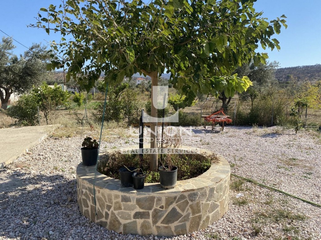 Αγροτεμάχια 11.000 τ.μ. προς πώληση, Αρί