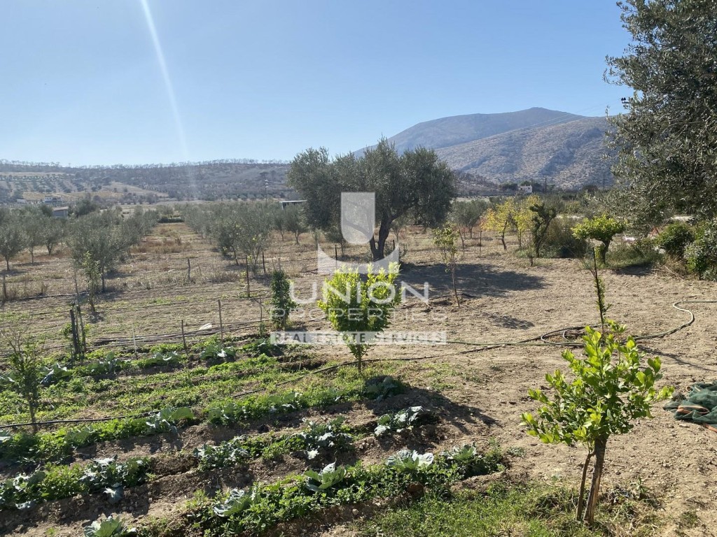 Αγροτεμάχια 11.000 τ.μ. προς πώληση, Αρί