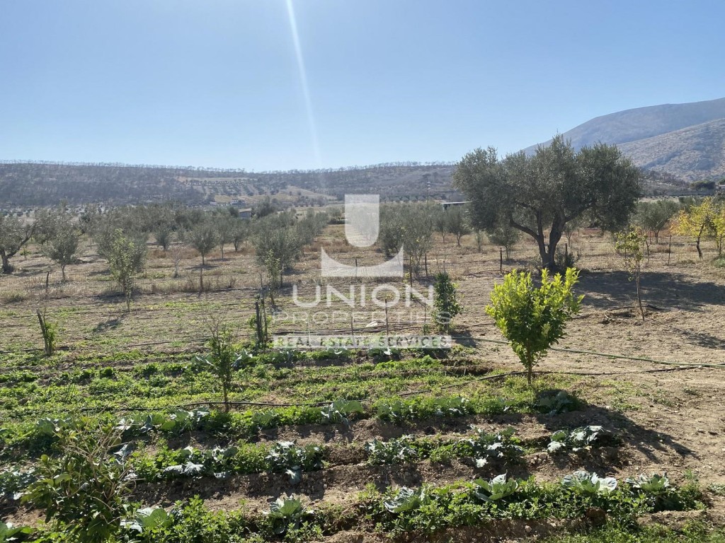 Αγροτεμάχια 11.000 τ.μ. προς πώληση, Αρί