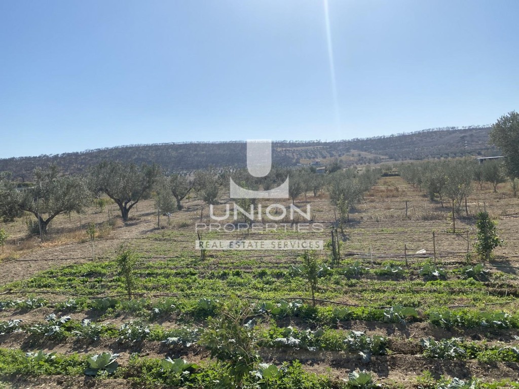 Αγροτεμάχια 11.000 τ.μ. προς πώληση, Αρί