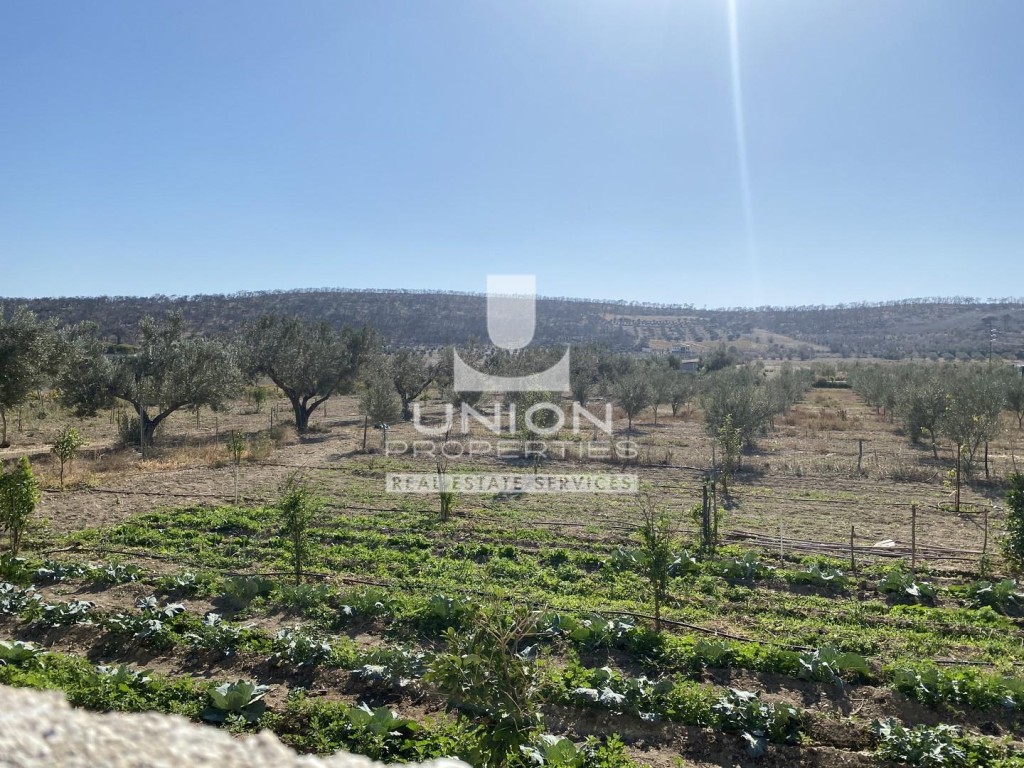 Αγροτεμάχια 11.000 τ.μ. προς πώληση, Αρί