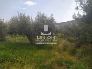Αγροτεμάχια 2.400 τ.μ. προς πώληση