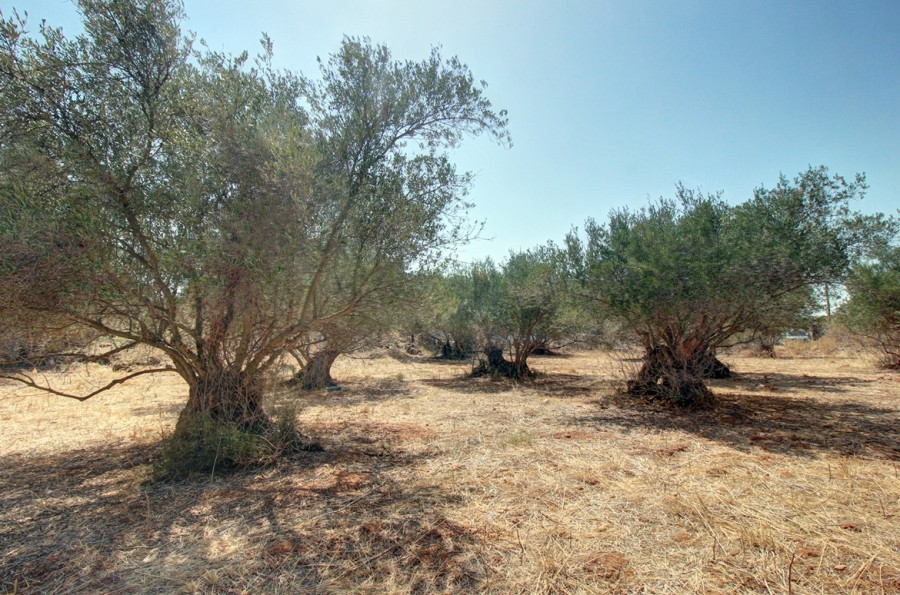 Οικόπεδο 1.349 τ.μ. προς πώληση, Δράπανος