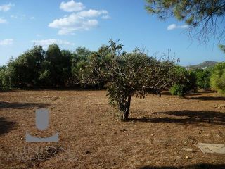 Αγροτεμάχια 2.350 τ.μ. για ενοικίαση