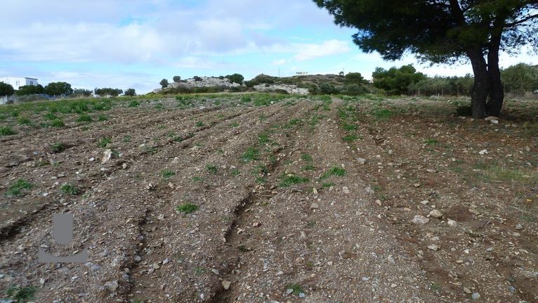 Αγροτεμάχια 3.780 τ.μ. για πώληση, Αττική - Υπόλοιπο, Παλαιά Φώκαια