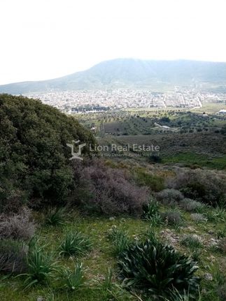 Αγροτεμάχια 6.200 τ.μ. για πώληση, Αττική - Υπόλοιπο, Κουβαράς