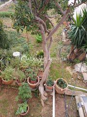 Κτίριο 232 τ.μ. προς πώληση, Σίσι-thumb-35