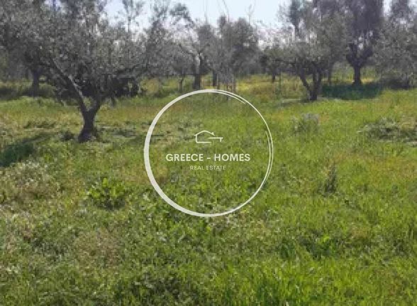 Αγροτεμάχια 6.000 τ.μ. για πώληση, Μεσσηνία, Αίπεια