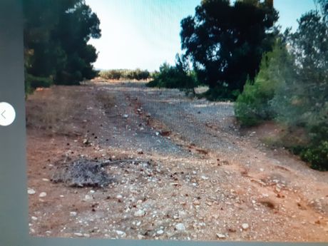 Αγροτεμάχια 4.003 τ.μ. για πώληση