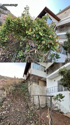Κλαδέματα δέντρων σε όλη την Αττική.