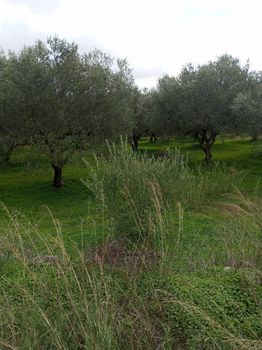 Αγροτεμάχια 5.000τ.μ. για πώληση-Ζαρός » Μάκρες