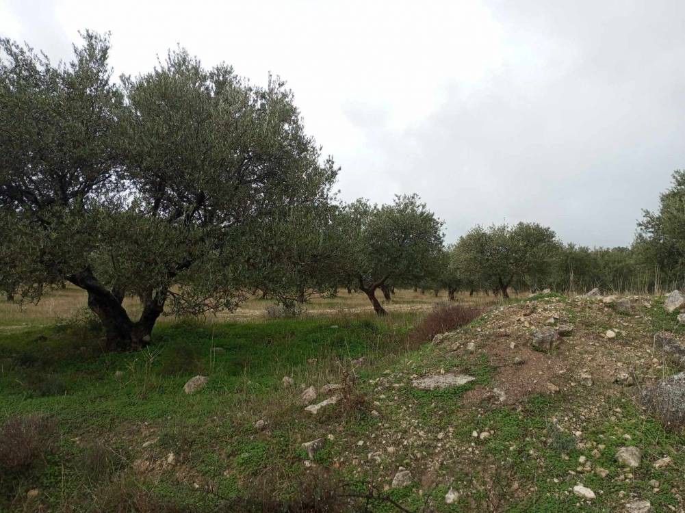 Αγροτεμάχια 5.000 τ.μ. πρός πώληση, Ν. Ηρακλείου, Ζαρός