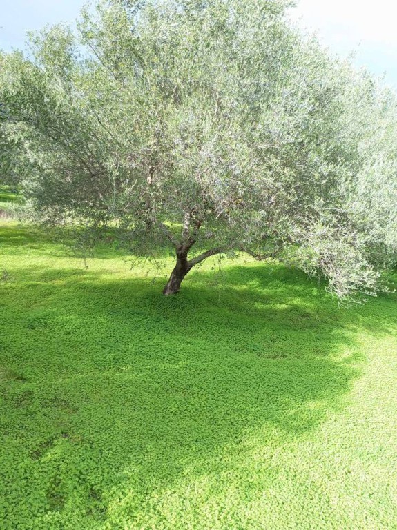 Αγροτεμάχια 5.000 τ.μ. πρός πώληση, Ν. Ηρακλείου, Ζαρός
