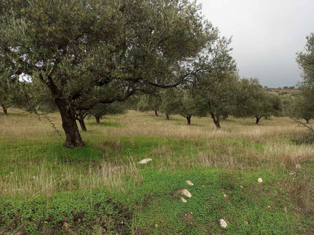 Αγροτεμάχια 10.000 τ.μ. πρός πώληση, Ν. Ηρακλείου, Ζαρός