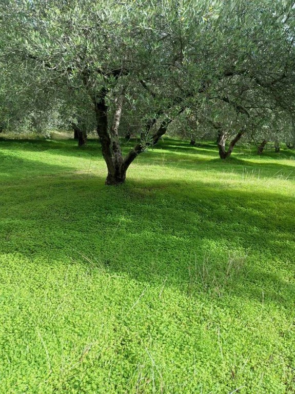 Αγροτεμάχια 10.000 τ.μ. πρός πώληση, Ν. Ηρακλείου, Ζαρός