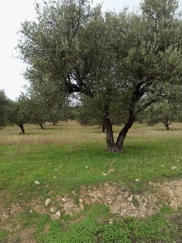 Αγροτεμάχια 10.000τ.μ. για πώληση-Ζαρός » Μάκρες