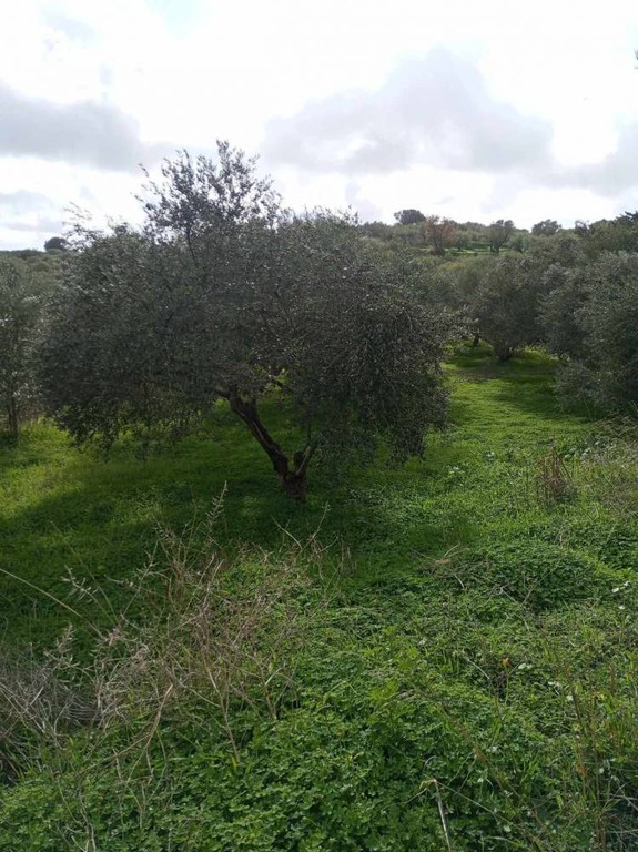 Αγροτεμάχια 10.000 τ.μ. πρός πώληση, Ν. Ηρακλείου, Ζαρός