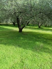 Αγροτεμάχια 6.000 τ.μ. για πώληση, Ν. Ηρακλείου, Μοίρες-thumb-2