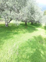 Αγροτεμάχια 6.000 τ.μ. για πώληση, Ν. Ηρακλείου, Μοίρες-thumb-1