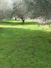 Αγροτεμάχια 6.000 τ.μ. για πώληση, Ν. Ηρακλείου, Μοίρες-thumb-3