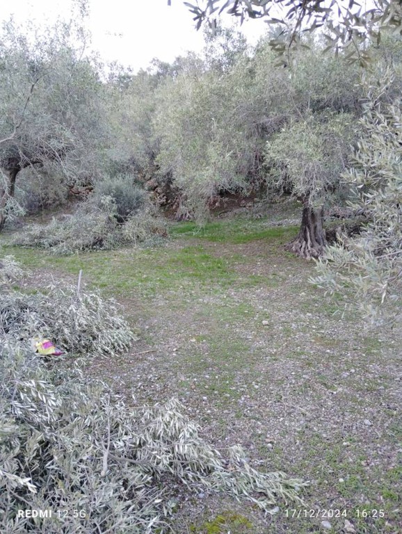 Αγροτεμάχια 3.146 τ.μ. πρός πώληση, Κορινθία, Σικυώνα