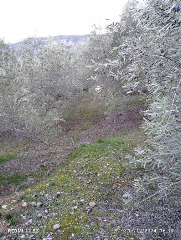 Αγροτεμάχια 3.146 τ.μ. πρός πώληση, Κορινθία, Σικυώνα