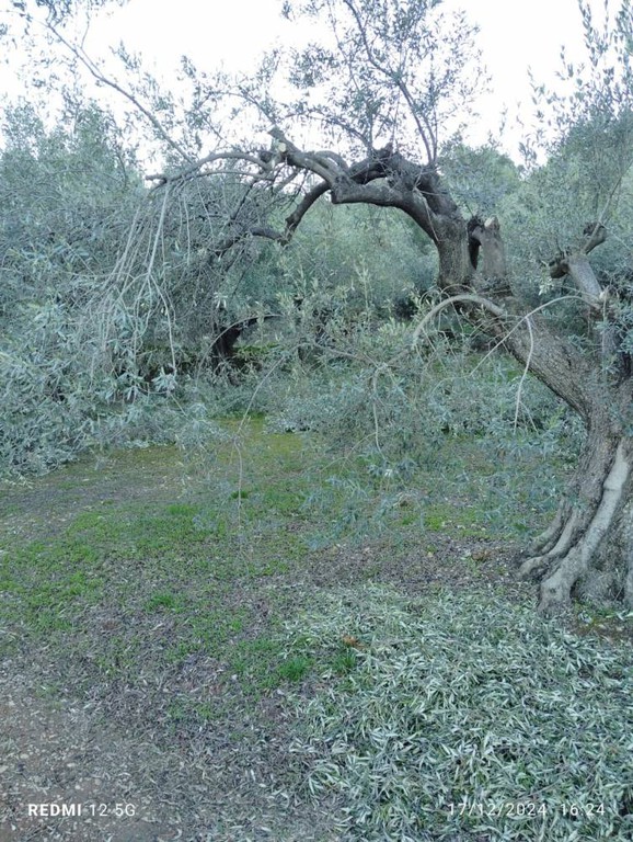 Αγροτεμάχια 3.146 τ.μ. πρός πώληση, Κορινθία, Σικυώνα