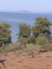 Αγροτεμάχια 8.000τ.μ. για πώληση-Κασσάνδρα » Κέντρο