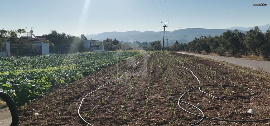Αγροτεμάχια 5.500 τ.μ. πρός πώληση, Αθήνα - Ανατολικά Προάστια, Γραμματικό