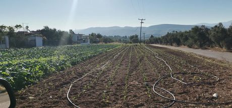 Αγροτεμάχια 5.500 τ.μ. για πώληση