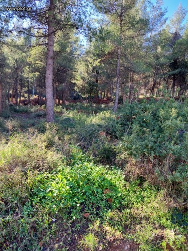 Οικόπεδο 1.530 τ.μ. προς πώληση, Κέντρο Διονύσου