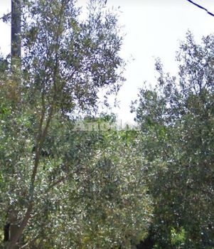 Οικόπεδο 825τ.μ. για πώληση-Άνοιξη » Κέντρο