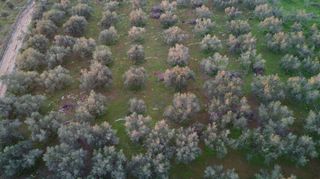 Οικόπεδο 5.152 τ.μ. για πώληση, Μεσσηνία, Φιλιατρά-thumb-7
