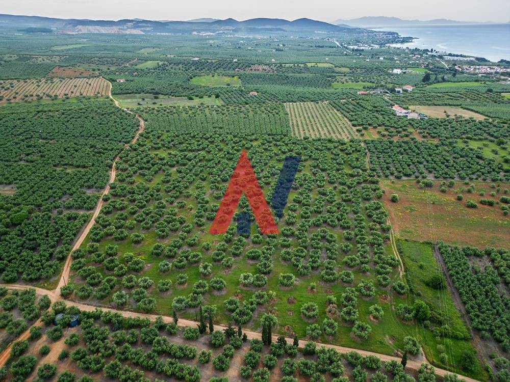 Αγροτεμάχια 50.800 τ.μ. πρός πώληση, Χαλκιδική, Πολύγυρος